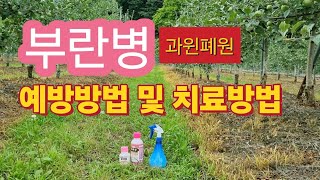 부란병 때문에 4년차 사과밭1000평 폐원하게 생겼어요/부란병 치료방법 및 예방방법