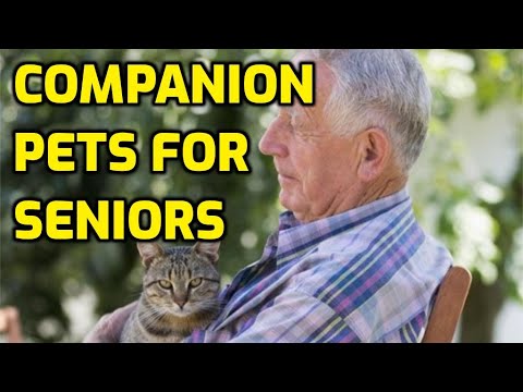 Are Cats Good Pets For Seniors?