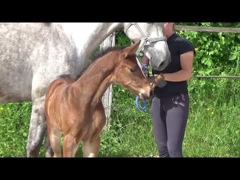 SF von Uno I - Cool Man