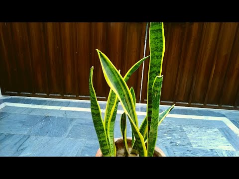 download lagu mp3 mp4 Snake Plant Turning Yellow, download lagu Snake Plant Turning Yellow gratis, unduh video klip Snake Plant Turning Yellow