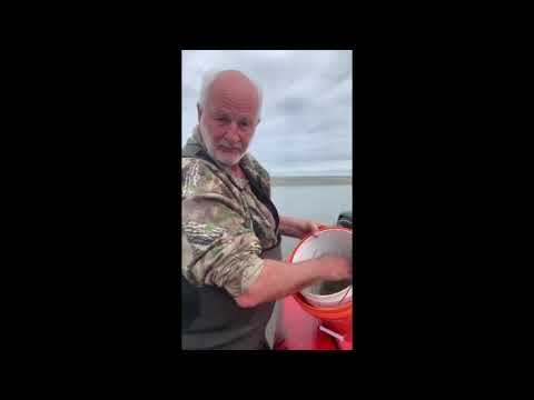 White Baiting ..... Southern NZ