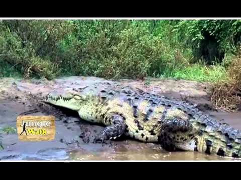 Jungle Walk with Zahida 17 May