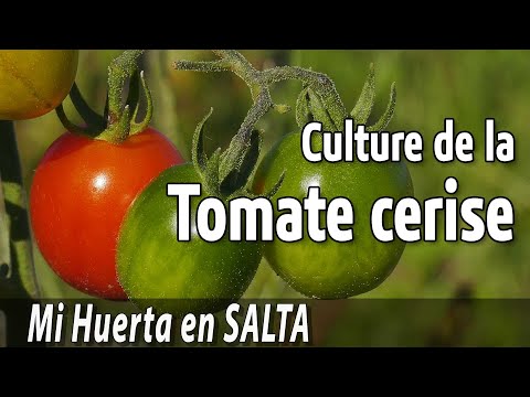 , title : 'Culture de la tomate cerise, ou tomate olive. Plantation, croissance et récolte'