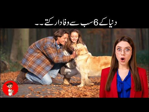 6 Most Loyal Dogs in The World | ALEEM TV