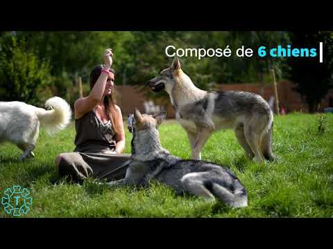 TIPAW | Le Voile Blanc | Elevage de Chiens Loups de Saarloos & Bergers Blancs Suisse