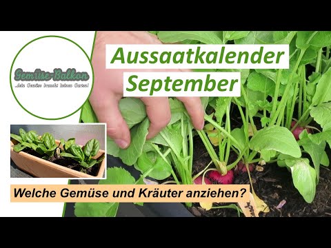 Aussaatkalender 🗓️ September - Welches Gemüse und Kräuter kann man im September anziehen 🌱