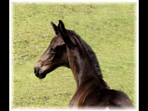 "Lady Europe" Lord Europe x Donnerschwee born 27.05.20