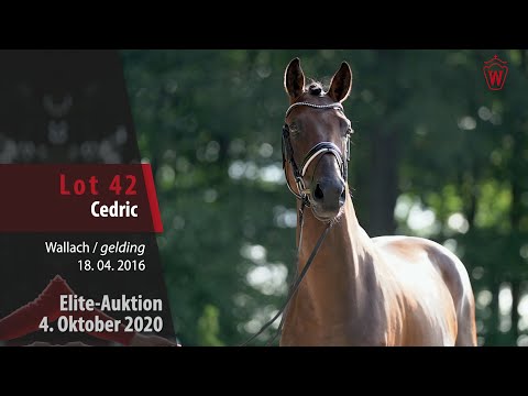 Elite-Auktion 4. Oktober 2020 Lot 42 Cedric Wallach v. Captain Collin - Cairo Cajano