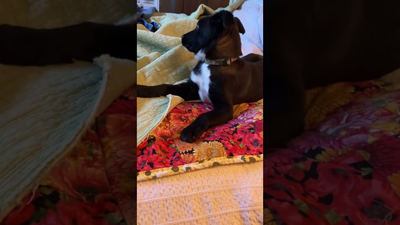 Enlarge Millie, an adopted mixed breed in Fort Collins, CO video 5/5