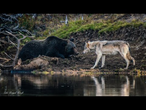 Yellowstone grizzly 791 defends elk kill from grey wolf