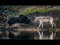 Yellowstone Grizzly 791 Defends Elk Kill From Grey Wolf