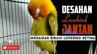 Download lagu Masteran birahi jantan mau kawin bagus buat menaikan birahi lovebird betina mp3
