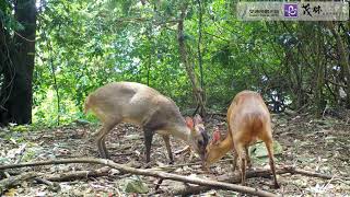 [問卦] 為什麼羊肉這麼好吃？