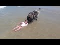 Caucasian Shepherd Dog saves little girl from the wave