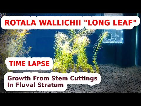 Time Lapse: Rotala Wallichii "Long Leaf" Growth From Stem Cuttings In Fluval Stratum – 44 Days