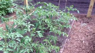Do I have too much nitrogen in my tomato garden?