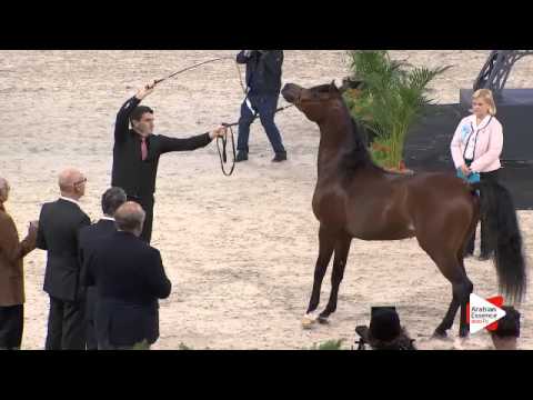 N.90 GALLARDO J - Paris 2015 - Colts 2-3 years old (Class CM5 A)