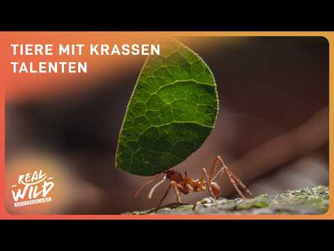 Die klügsten Tiere der Welt: Einblick in ihre Intelligenz