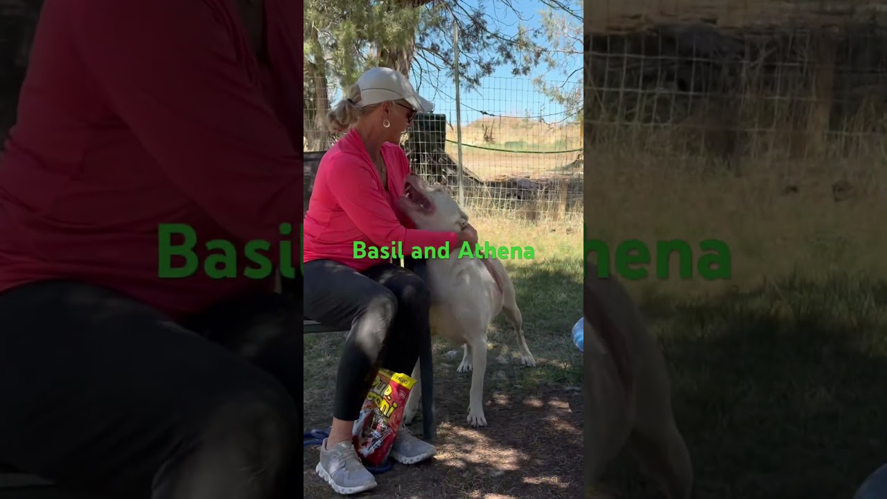 Enlarge Athena, a Adoptable mixed breed in Durango, CO video 2/3