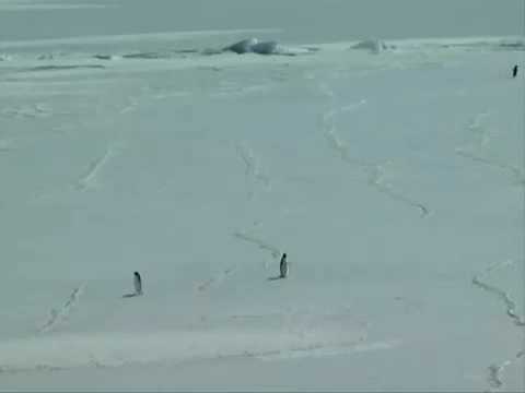 Deranged Penguin Adventure