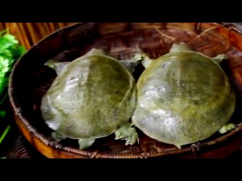 #vcamboforest# Cooking Herbal Ginseng SoftShell Turtle Soup Recipe Buy Turtle cook delicious Soup