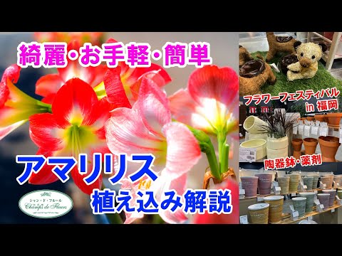 ドワーフローズ 'サンチャイルド' 植物