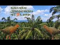 Suara Pikat Hama Tengkoah MP3 Terbaru Kareo Sulawesi