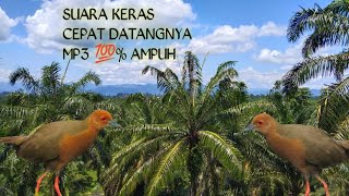 Download lagu suara pikat hama tengkoah MP3 terbaru (kareo sulawesi) mp3