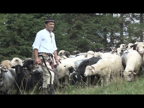 Polaniarski Osod  2020