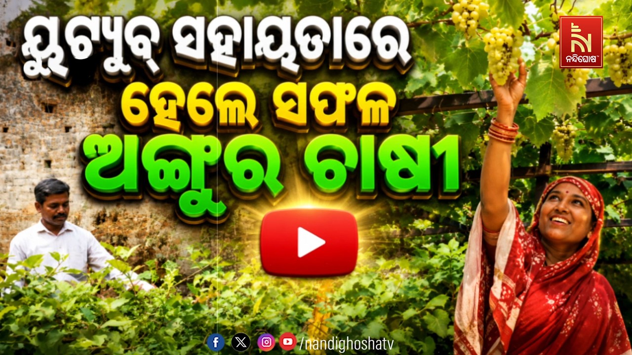 ୟୁଟ୍ୟୁବ ସହାୟତାରେ ହେଲେ ସଫଳ ଅଙ୍ଗୁର ଚାଷୀ | NandighoshaTV