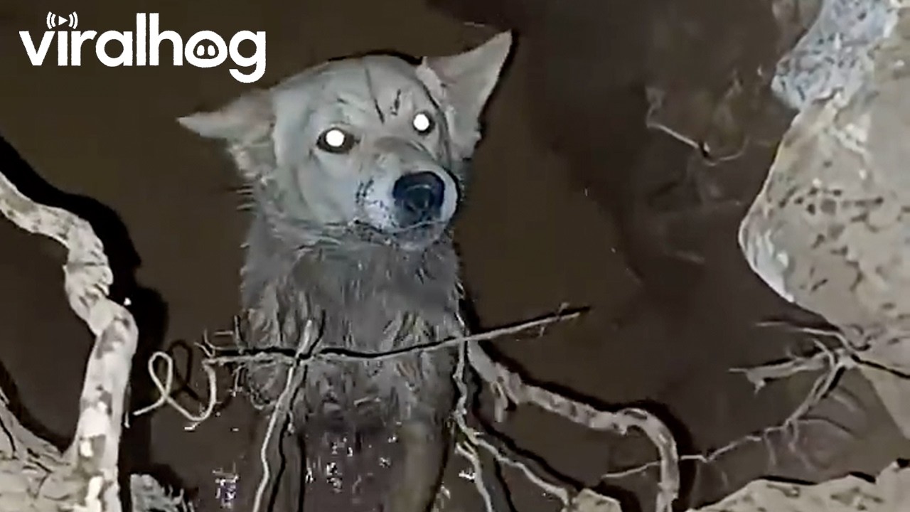 Dog Asks For Help Rescuing Friend Trapped In Hole || ViralHog