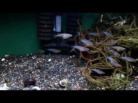 Daisy's Blue Ricefish #fishfam