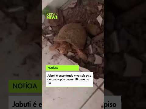 Uma moradora de Itacajá, no Tocantins, levou um susto ao descobrir um jabuti vivo embaixo do piso de
