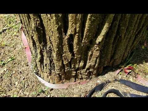 These Are Carpenter Ants in Tinton Falls, NJ