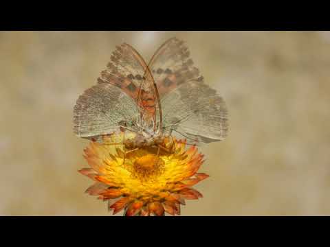 INTERSTELLAR AMBIENT (1)