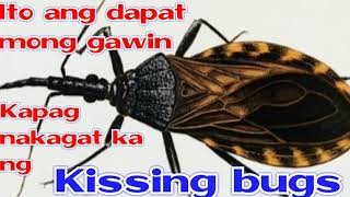 Gamot sa Kagat ng Kissing Bugs|Mga Tips Ni Lola