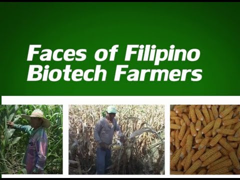 Faces of Filipino Biotech Farmers | ISAAA.org