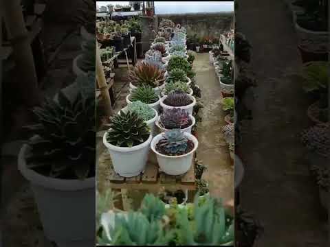 SUCCULENT PLANT 💥💥JADE PLANT  FROM  NAGALAND HAIL MARY MAM 🎊🎊 TERRACE GARDEN 🏡🎊🎊🎊🥳🥳BY GOMATHI SEKAR