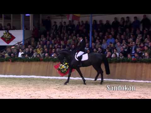 Schockemoehle Hengstkollektion 2014 Sandokan english