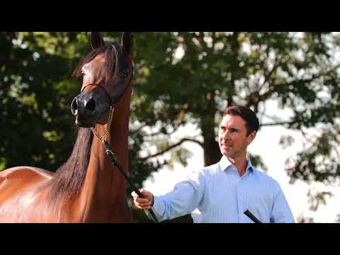 MAGNUMS INAYA SH - (EKS Farajj x Magnums Lady K.A.), 2021 Filly