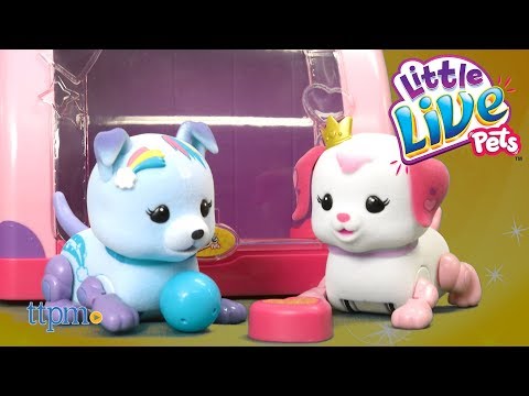 Little Live Pets Lil Cutie Pup Play Case From Moose Toys