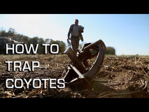 How To Trap Coyotes | Making a Set From Start to Finish
