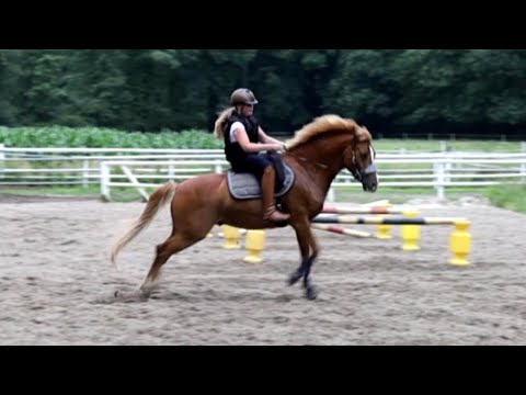 Ponywallach beisst sich fest und galoppiert seinem Reiter davon - Fall Balou Teil 1/2