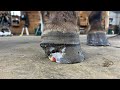 INFECTION ROTTED HALF Of His HOOF