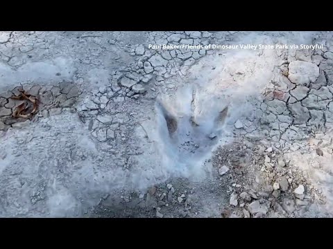 113 million-year-old dinosaur tracks uncovered in Texas - YouTube