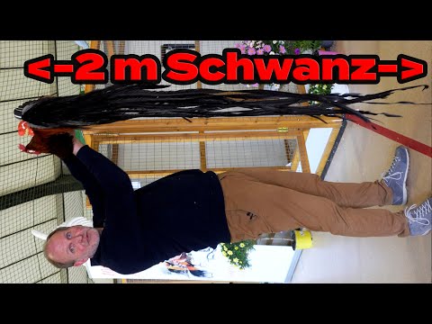 EXTREM: Onagadori Langschwanz Hühner auf der Bundesschau, Qualhaltung? +Qualzucht Hauben & Bärte?