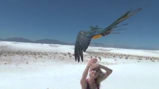 preview picture of video 'Jinx fights the wind at White Sands, NM'