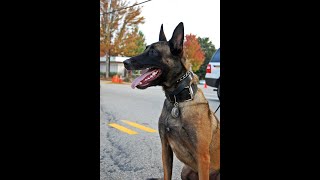 Meet the Swissvale K9 Officers