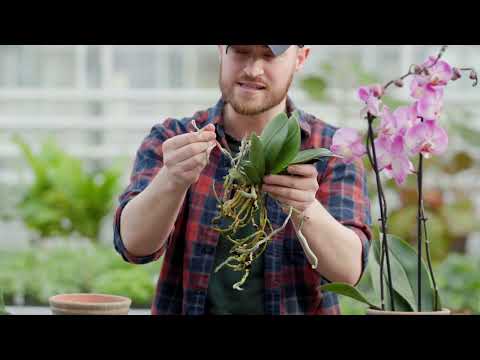 How to keep Phalaenopsis Orchids flowering | Busting Houseplant Myths with Tony Le-Britton | The RHS