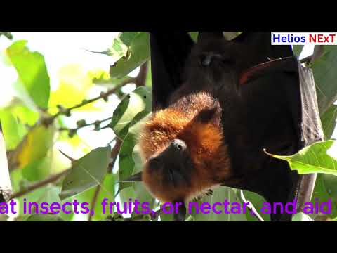 🦇 Bats: The Only Flying Mammals | Echolocation, Diet & Role in Nature